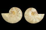 Cut & Polished Agatized Ammonite Fossil (Pair)- Jurassic #131683-1
